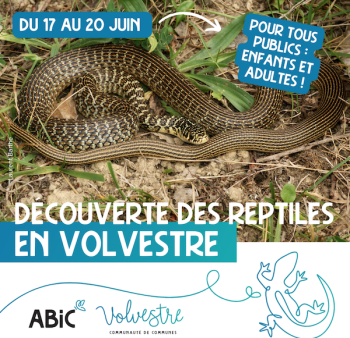 Reptiles